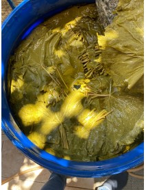 TAZE SALAMURA YAPRAK  3.5KG