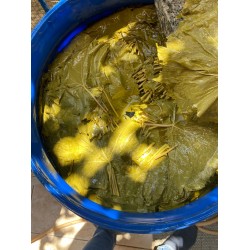 TAZE SALAMURA YAPRAK  3.5KG