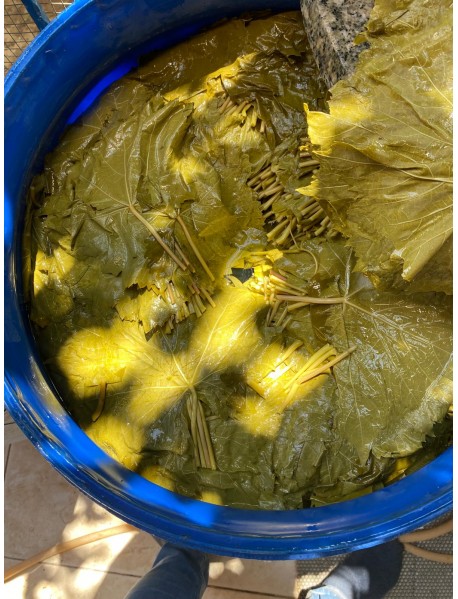 TAZE SALAMURA YAPRAK  3.5KG