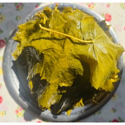 TAZE SALAMURA YAPRAK  1 KG